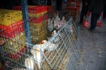 chickens for slaughter
