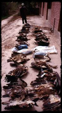 Indian vultures poisoned by diclofenac after eating scavenging livestock treated with the drug